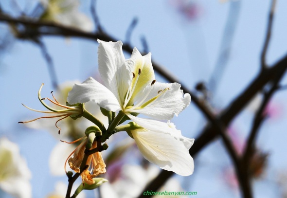 White Bauhinia 白花羊蹄甲